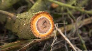 Wann eine Pflanzen zurückgeschnitten wird, hat Einfluss auf ihre Entwicklung