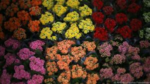 Kalanchoë wollen an einem hellen Ort stehen