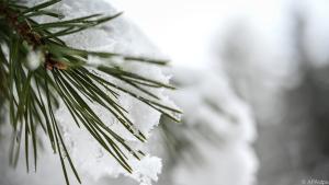 Kiefern als olfaktorischer Reiz in der Weihnachtszeit