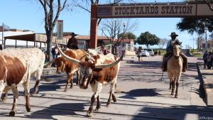 Cowboys treiben eine Rinderherde über die Straßen der Stockyards