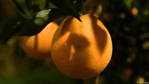 Orangenbäume lieben die Wärme