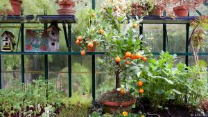 Ein Wintergarten ist ein optimales Lager für Zitrusfrüchte