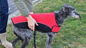 In einigen Fällen darf dem Hund ein spezieller Mantel angezogen werden