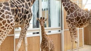 Giraffen-Mädchen Amari trägt ihren Namen zurecht