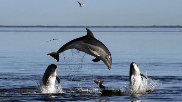 Mysteriöser Delfin in Kroatien: Deshalb sollte man Abstand halten