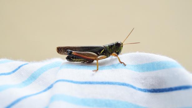 Welche Insekten im Haus sogar nützlich sind