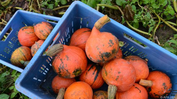 Manchmal sind Schale und Fruchtfleisch von Kürbissen grün verfärbt