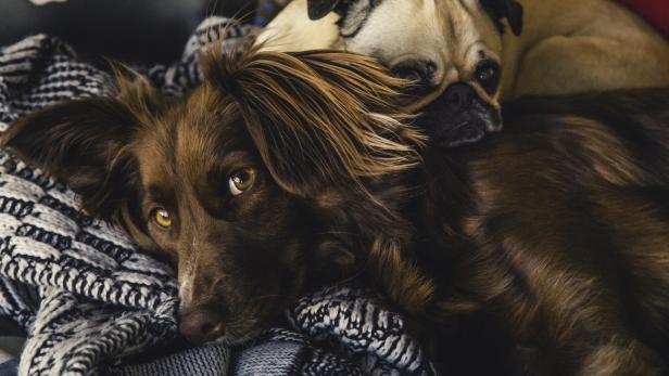 Hund schlingt beim Fressen: Ball im Napf kann dagegen helfen