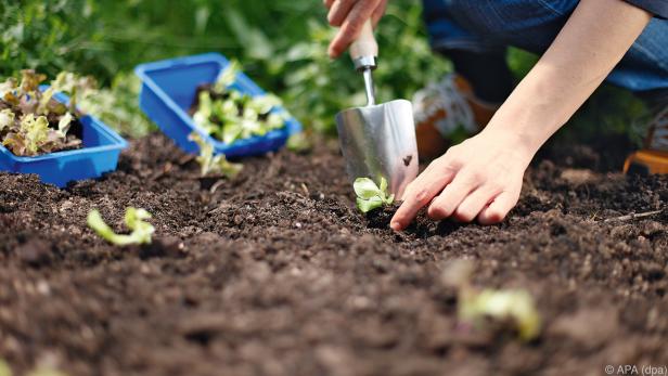 Manches Gemüse kann im Herbst noch ausgesät werden