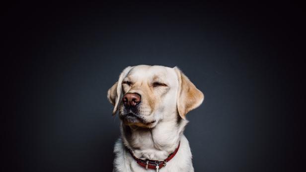 Wie man seinen Hund in der dunklen Jahreszeit sichtbar macht