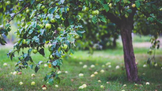 Obstbaum im Garten ersetzen: Was dabei zu beachten ist