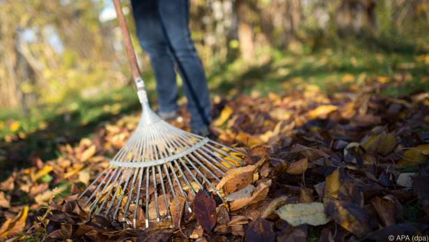 Das Zusammenkehren des Herbstlaubs am Boden kann lästig sein