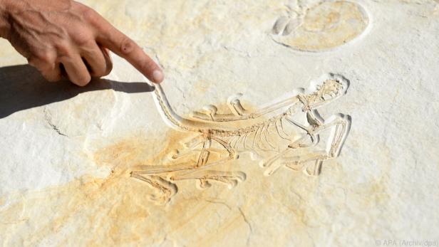 Abdruck eines rund 150 Millionen Jahre alten Urvogels