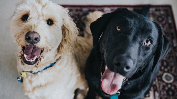 Hunde fleischlos ernähren: Worauf Halter achten müssen