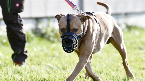Gesetz sieht Verschärfungen für sogenannte Listenhunde vor