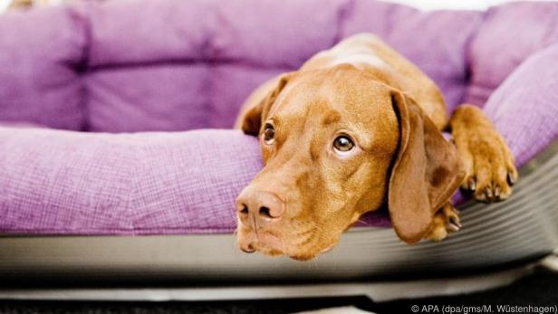 Hunde sollten in der Silvesternacht eine Rückzugsmöglichkeit haben