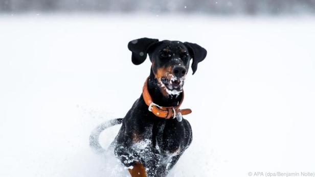 Beim winterlichen Spaziergang sollten Hunde immer in Bewegung bleiben