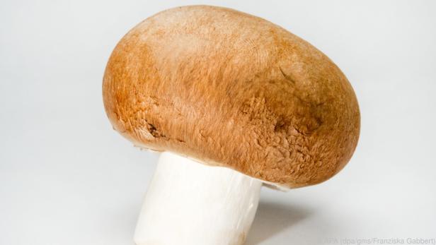 Braune Champignons sind genauso gesund wie weiße