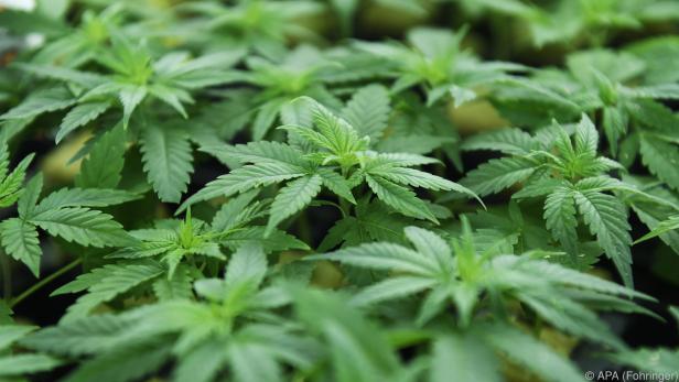 Einnahmen aus Cannabis-Verkauf sollen für Suchtprävention sein