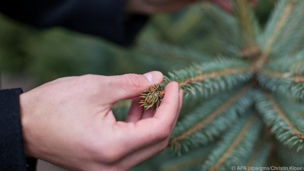 Wie frisch ein Christbaum ist, erkennt man an seinen Nadeln