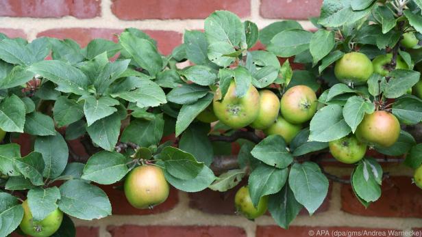 Obstbäume finden überall Platz: Spaliergehölze wachsen an einer Mauer entlang