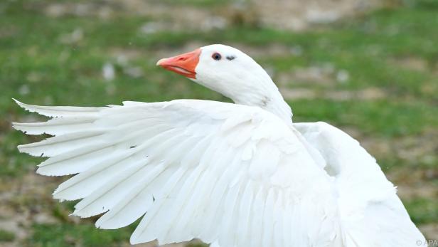 Gänse aus Österreich kann man bedenkenlos kaufen