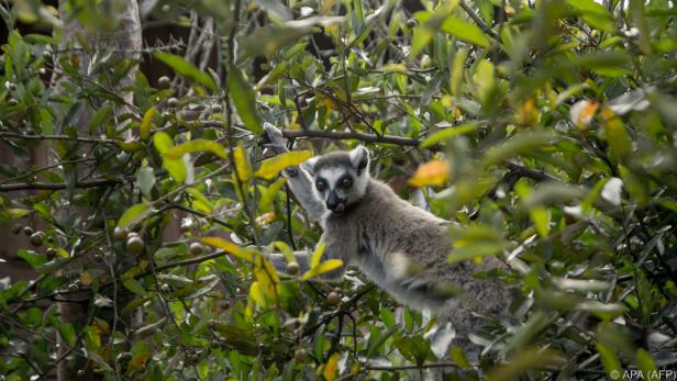 Der Lebensraum der Lemuren wird immer kleiner