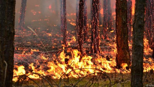 Waldbrände verursachen weltweit immer größere Schäden