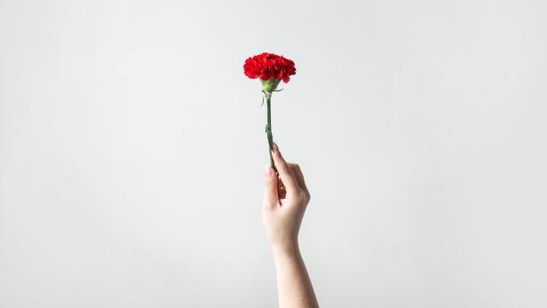 Hand hält eine rote Blume vor einem weißen Hintergrund