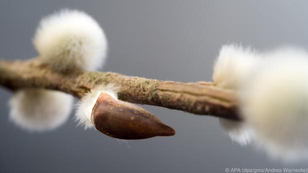 Die Blüten der Weiden sind kleine flauschige Kätzchen