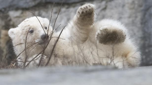 Eisbär-Nachwuchs zeigt sich zum ersten Mal öffentlich