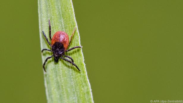 Die von Zecken übertragene FSME ist seit zwei Jahren auf dem Vormarsch