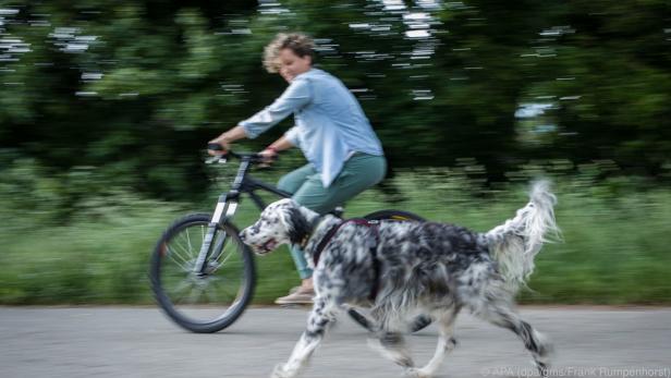 Idealerweise läuft der Hund beim Fahrradtraining seines Frauchen ohne Leine