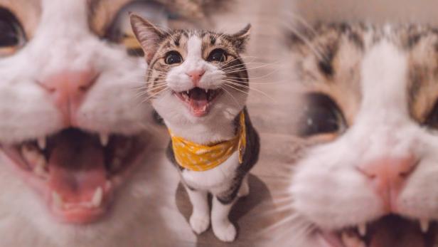 Schnurrende, extrem reinliche Schlaftiger – 10 Fakten über Katzen ?