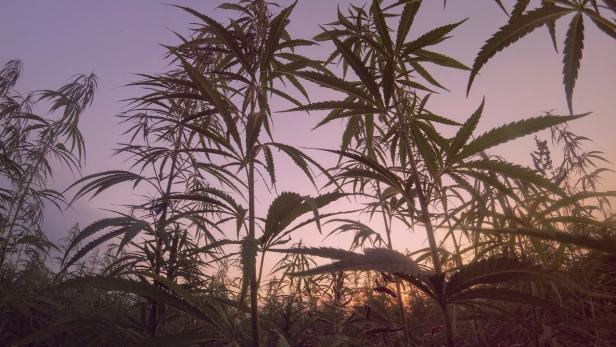 10 wissenswerte Fakten über Cannabis