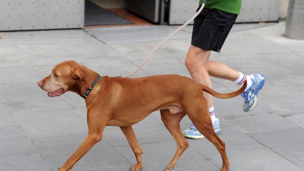 Hunde können zur Gesundheit des Menschen beitragen