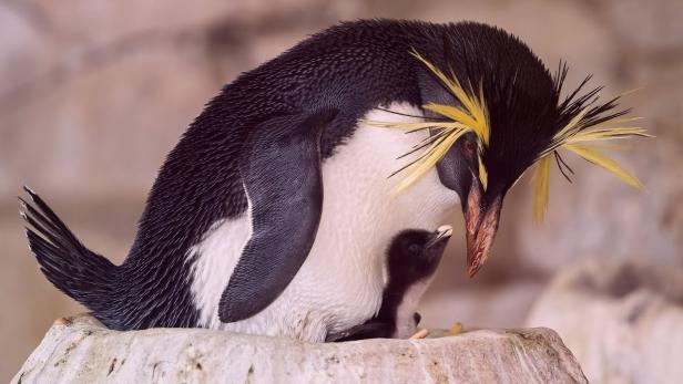 Nachwuchs für bedrohte Pinguin-Art im Tiergarten Schönbrunn