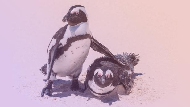 Monogame Vögel mit kalten Füßen – Interessante Fakten über Pinguine