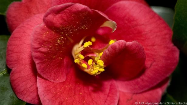 Blüten erfreuen das Auge - außer der Blütenstaub macht Flecken auf der Kleidung