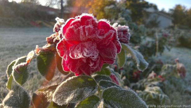 Die "Rosa rugosa" hat dank des hellen Sommers einen intensiven Geschmack