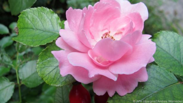 Aus der Blüte der Heckenrose entstehen wertvolle Hagebutten