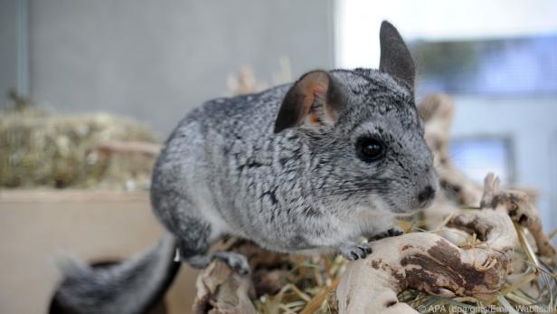 Chinchillas sind nachtaktiv und sollten tagsüber nicht gestört werden