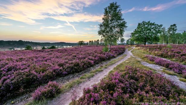 Die Blüte in der Lüneburger Heide könnte schon Anfang August einsetzen