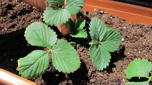 Neue Erdbeerpflanzen müssen noch im Sommer gepflanzt werden