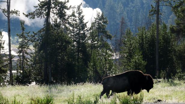 Bisons und heiße Quellen gehören zu den Höhepunkten im Yellowstone