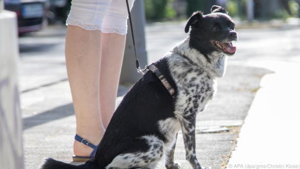 Vor dem Gassigehen bei Hitze sollten Hundehalter die Asphalttemperatur testen