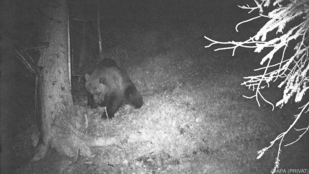 Bär und Wolf rissen Schafe in Tirol