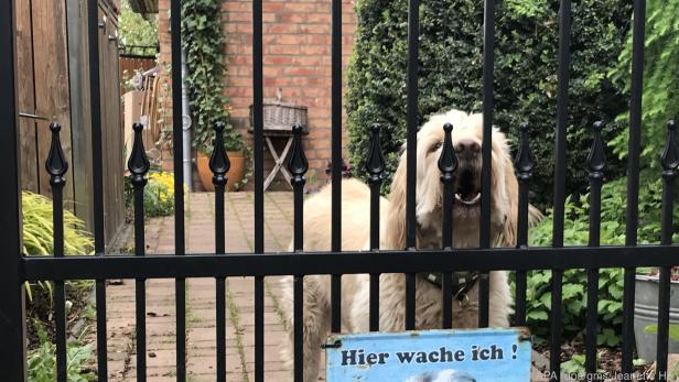 Bellt der Hund hinterm Gartenzaun, will er mitteilen: Das ist mein Revier!