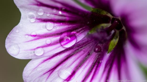 Die Blüten der Malven haben eine schlichte Schönheit