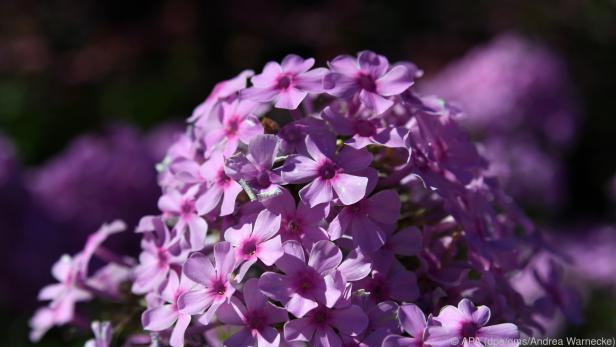 Der Phlox kann prächtig in strahlenden Farben erblühen